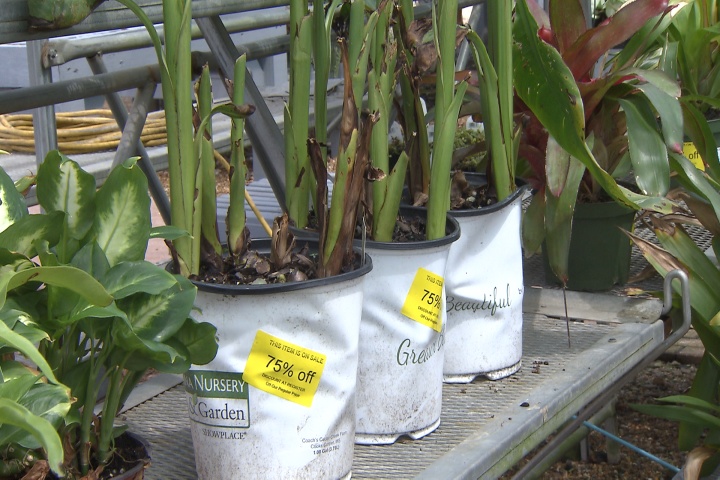 Clearance plants: a value or a problem? 